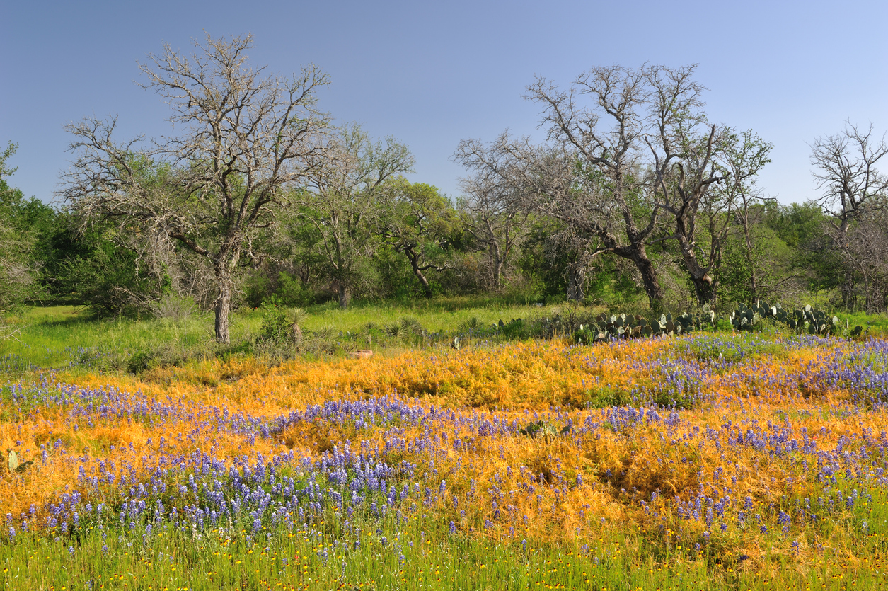 Panoramic Image of Fulshear, TX